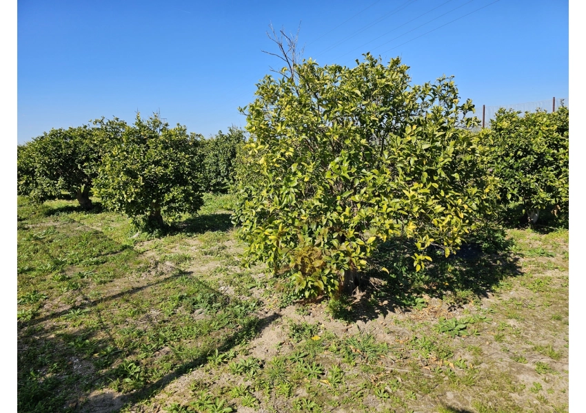 Sad pomarańczowy 350m od plaży w Cullera, Walencja